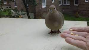 How I Did Domesticate A Mourning Dove In Few Minutes Hd Youtube