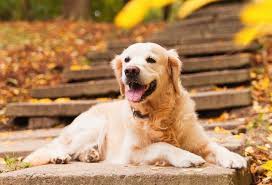 Affordable and search from millions of royalty free images discover millions of stock images, photos, video and audio. Golden Retriever 10 Incredible Facts You Didn T Know All Things Dogs All Things Dogs