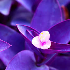 Image result for Tradescantia pallida