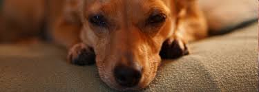It contains a bunch of potential health benefits specific to cats and dogs. The Best Cat Dog Supplements For Diarrhea