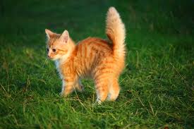Kediler Internetin Ve Hayatimizin Favori Hayvanlari Kediler Salataliktan Neden Korkarlar Kedilerin Salatalik Haricinde Cute Kittens Kediler Ve Yavrulari Kedi