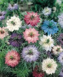 Planting with seed pods is fun and easy! 21 Top Cutting Garden Flowers Swallowtail Garden Seeds