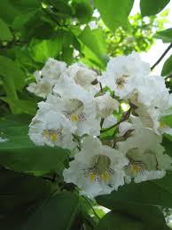 Image result for Catalpa