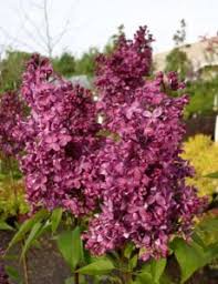 Maybe you would like to learn more about one of these? Lilac Shrub And Dwarf Forms Pruning Winter Care And Fertilizing Hawks Landscape Inc