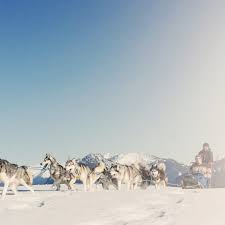 Husky schlittenfahrten am fuss des matterhorns. Husky Schlittenfahrten Mit Huskys Bergauf Und Bergab Winterurlaub In Vorarlberg
