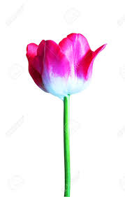 We did not find results for: Beautiful Tulip Flower Isolated On White Background Natural Floral Background Floral Design Element Stock Photo Picture And Royalty Free Image Image 141228722