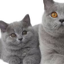 British Shorthair Kedi Komik Kediler Komik