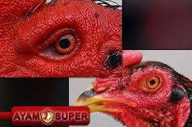 Ciri Ciri Mata Ayam Bangkok Super Jawara Laga
