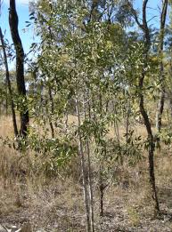 Image result for Psydrax mutimushii