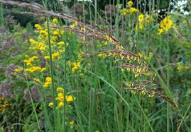 Image result for Sorghastrum stipoides