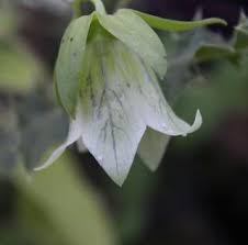 Codonopsis Tangshen Syn Codonopsis Pilosula Ssp Tangshen Bonnet Bellflower Plant Leaves Flowers Vines