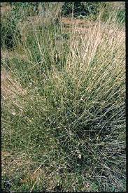 Image result for Enteropogon