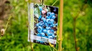 Beerenstraucher Pflanzen Pflegen Und Schneiden Beerenstraucher Beeren Pflanzen