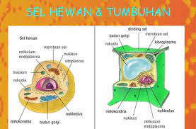 Maybe you would like to learn more about one of these? Download Gambar Sel Hewan Dan Fungsinya Identifikasi Organel Sel Hewan Dan Tumbuhan Ppt Download Struktur Dan Fungsi Bagan Sel Keberad Sel Hewan Hewan Gambar