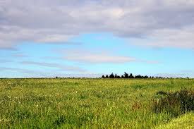 Langit kartun biru langit putih awan padang rumput matahari latar. Latar Belakang Padang Rumput Rumput Alam Hijau Pemandangan Langit Awan Horison Biru Pxfuel