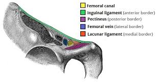 Although conventional radiographs can show recognizable abnormalities in many patients with mediastinal pathology, radiographs are limited in their sensitivity and ability to delineate the extent of mediastinal abnormalities. The Femoral Canal Borders Contents Teachmeanatomy