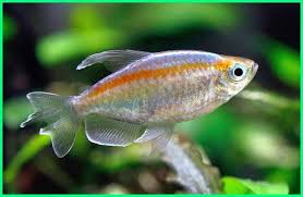 Penasaran bukan, berikut 7 cara budidaya udang air tawar di aquarium yang pasti menguntungkan. Cara Merawat Ikan Hias Congo Tetra Dunia Fauna Hewan Binatang Tumbuhan Ikan Air Tawar Ikan Congo