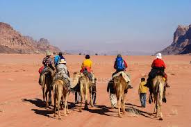 Bands of strong tissue hold pads of fat together, forming the hump above the backbone. Riding Camel Stock Photos Royalty Free Images Focused