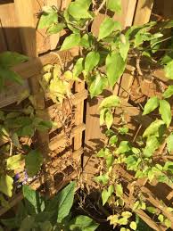 With a little patience and a few pointers you. Clematis Problems Bbc Gardeners World Magazine