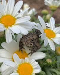 Maybe you would like to learn more about one of these? A Garden For Frogs Toads Bees And Butterflies Finegardening