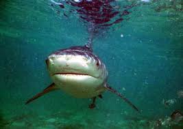 Shark Biology Discover Fishes