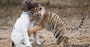 Baby Tiger 16 Babytiger Cutetiger Littletiger Sweettiger Tiger Tigerphoto Babytigerimages Babyani Pointer Puppies Animals Friendship Baby Tigers