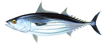 Grilling fish outside the house yummy fish watch now eat later follow me on my facebook account @ rey'vincent pagaling. Https Www Iccat Int Documents Scrs Manual Ch2 2 1 3 Skj Eng Pdf