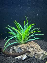 Image result for Eriocaulon