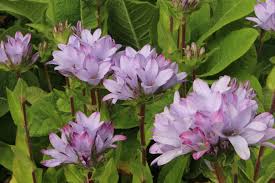 Campanula Glomerata Caroline Campanula Herbaceous Perennials Plant Combinations