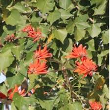 Image result for Erythrina lysistemon
