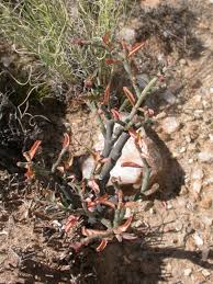 Image result for Euphorbia glanduligera