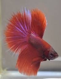 Betta Fish Fancy Red Hm Male Betta Fish Betta Fish