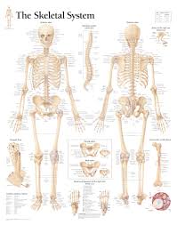 The Skeletal System Chart