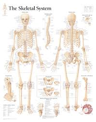 the skeletal system chart