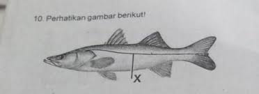 We did not find results for: 10 Perhatikan Gambar Berikut Bagian Hewan Yang Ditunjuk Huruf X Pada Gambar Berfungsi Untuk A Brainly Co Id