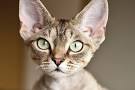 Devon Rex Cat Breeders in Virginia - Cat Kingpin