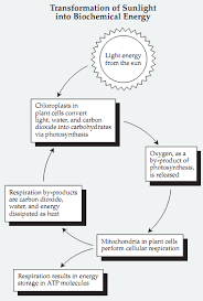 Maybe you would like to learn more about one of these? Plant Life Energy Flow In Plant Cells