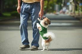 The Most Annoying Dog Behaviors And How You Can Fix Them