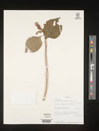 Image result for Achyrospermum laterale