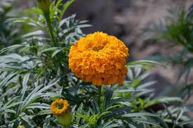 Image result for Tagetes erecta