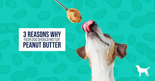 Can Dogs Eat Peanut Butter Can Dogs Eat Your Dog Peanut Butter For Dogs