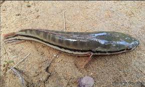 Memberi makan ikan toman dengan 20 ekor ikan mas. Ikan Toman Dan Umpan Memancingnya