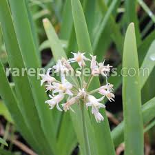 Image result for Tulbaghia cameronii
