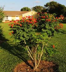Image result for Caesalpinia rostrata