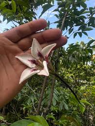 Image result for Rothmannia longiflora