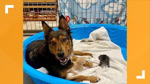 Trixie, australian shepherd/border collie mix, 2 yrs., 32 lbs. Mother Dog Adopts Orphaned Kittens After Losing Her Puppies 9news Com