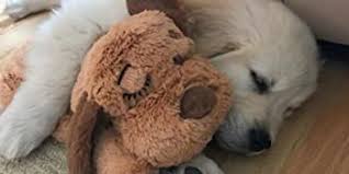 When we got home and the little guy was unfamiliar with his surroundings, he would go over to the snuggle puppy and put his head on it. Amazon Com Smartpetlove Snuggle Puppy Behavioral Aid Toy Brown And White Pet Supplies