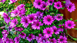 Enjoy and share your favorite beautiful hd wallpapers and background images. Osteospermum Wildflower Purple Flower Year Plant 4k Ultra Hd Wallpaper For Desktop Laptop Tablet Mobile Phones And Tv 3840x2400 Wallpapers13 Com