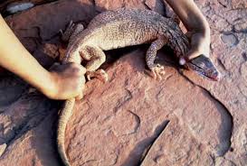 Le varan de komodo, ou dragon de komodo est une espèce de varan, vivant sur plusieurs îles d'indonésie, dont l'île de komodo (d'où son nom), mais aussi les îles de flores, de rinca et de gili motang. Oui Au Cameroun On Consomme De La Chair De Varan