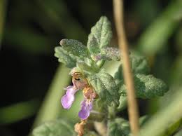 Image result for Platostoma montanum